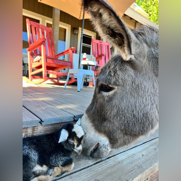 Meet your Posher, Amy - Picture 11 of 12